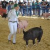 A local FHA student hows off her pig.